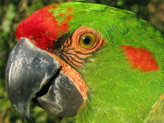 Tipos de loros en Bolivia - Qué tipo de loros hay en Bolivia tipos de loros en bolivia - Qué tipo de loros hay en Bolivia