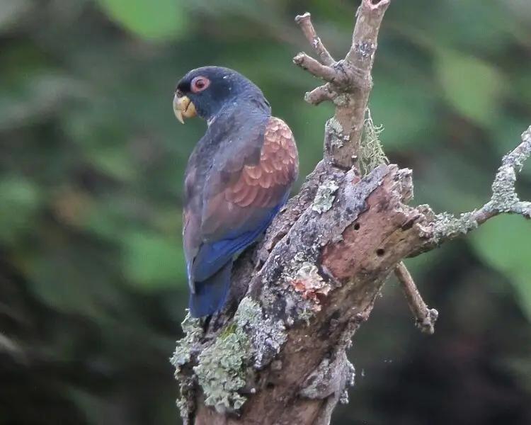 informacion del arbol loro negro - Qué tipo de madera es el Petiribi