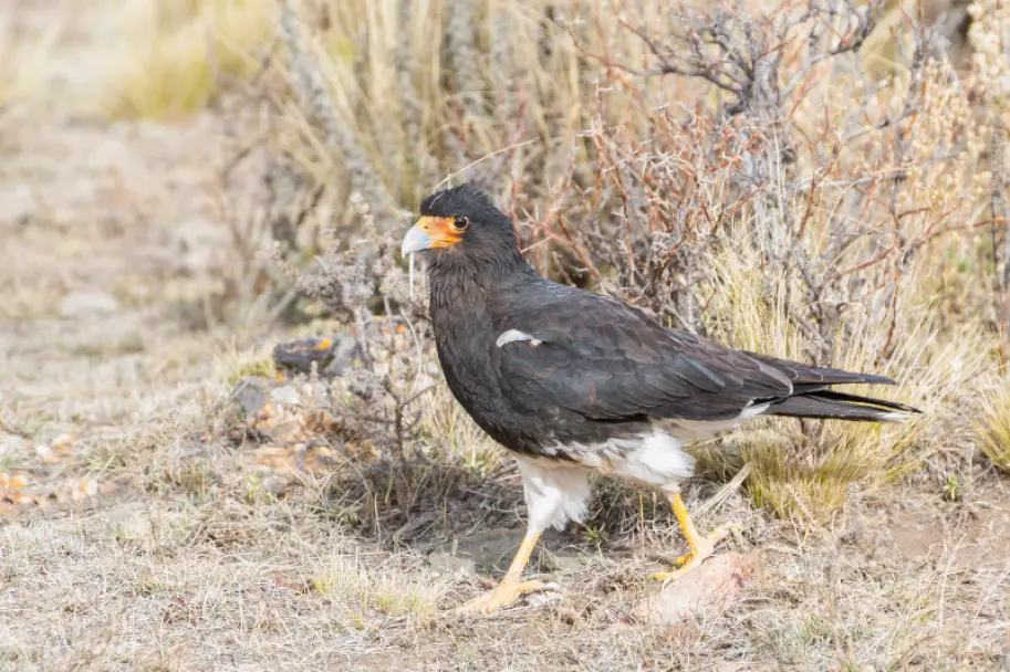 aves de mendoza - Qué tipo de pájaros hay en Argentina