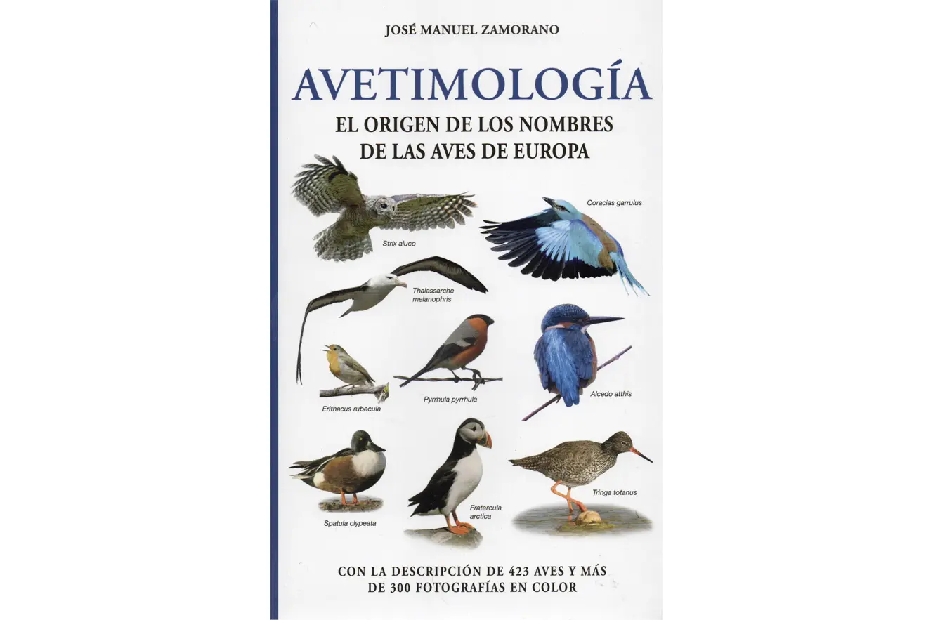 Origen de la palabra ave - Qué tipo de palabra es la palabra ave origen de la palabra ave - Qué tipo de palabra es la palabra ave