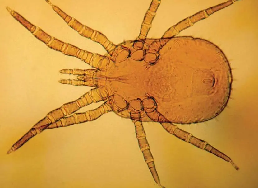 Ácaros: Parásitos que se alimentan de sangre en mamíferos y aves - Qué tipo de parásitos son los ácaros acaro viviente como parasitode mamifros y aves para chuparle sangre - Qué tipo de parásitos son los ácaros