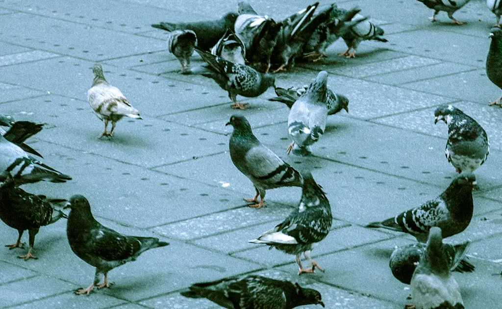 plaga de aves - Qué tipo de plaga son las palomas