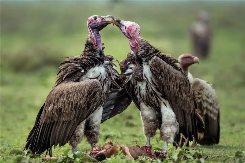 aves carroñeras y bufalo relacion - Qué tipo de relación se establece entre los búfalos y las garcillas