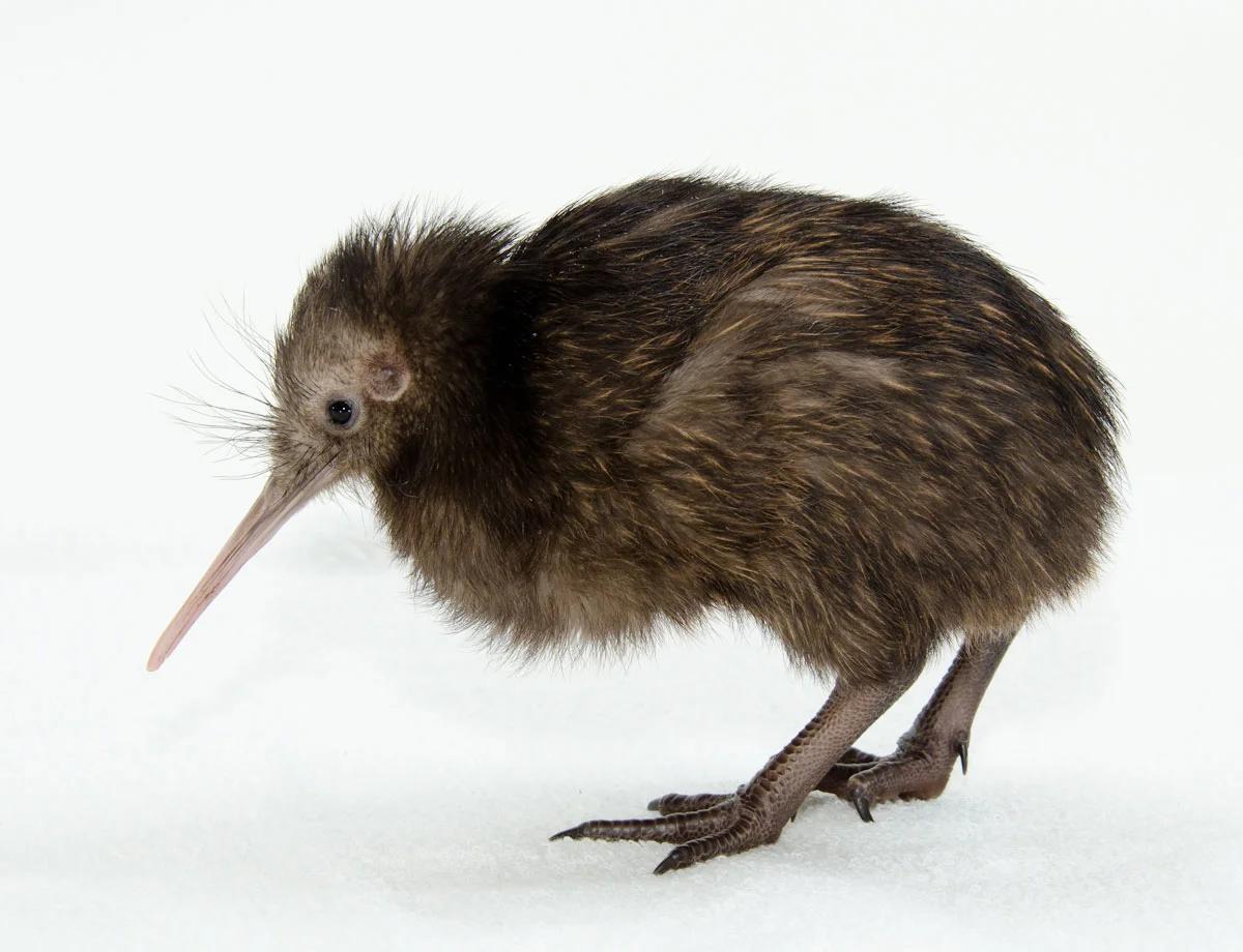 ave kiwi desarrollo embrionario - Qué tipo de reproducción tiene el kiwi