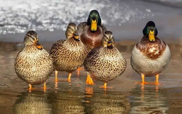 ave palmipeda - Qué tipos de aves tienen las patas palmeadas