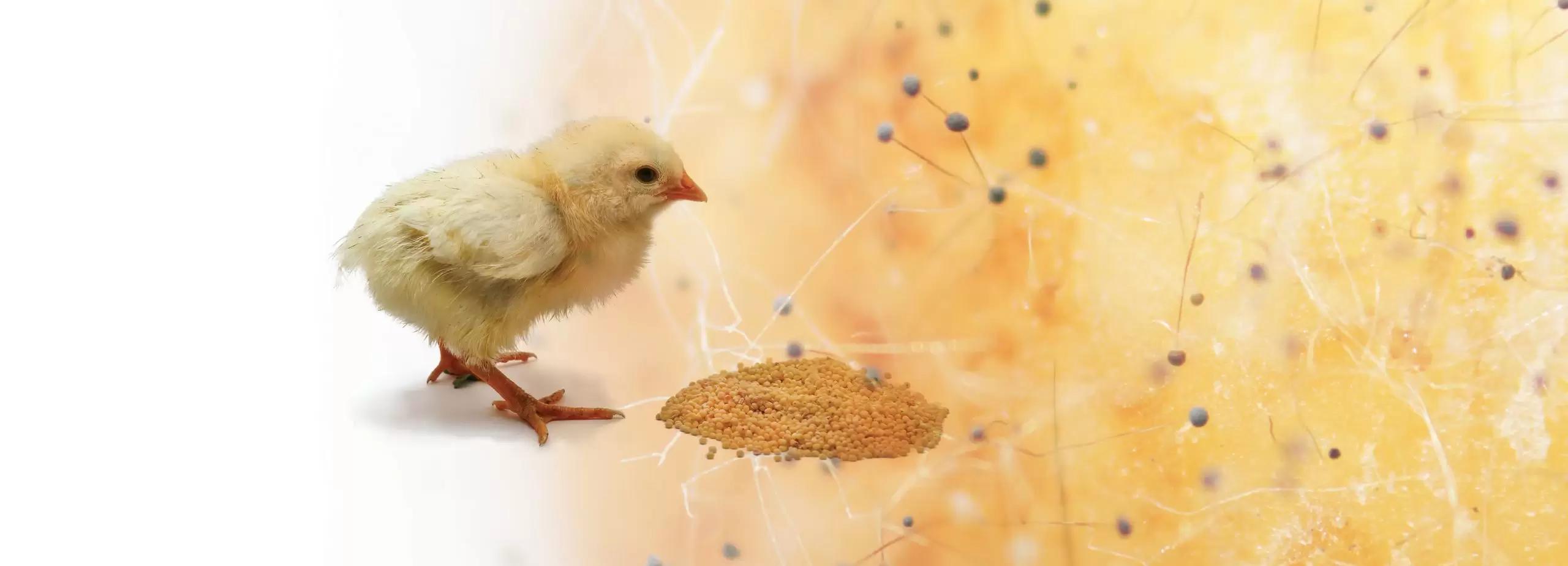Enzimas en aves: Función y tipos - Qué tipos de enzimas se utilizan en nutrición animal enzimas en aves - Qué tipos de enzimas se utilizan en nutrición animal
