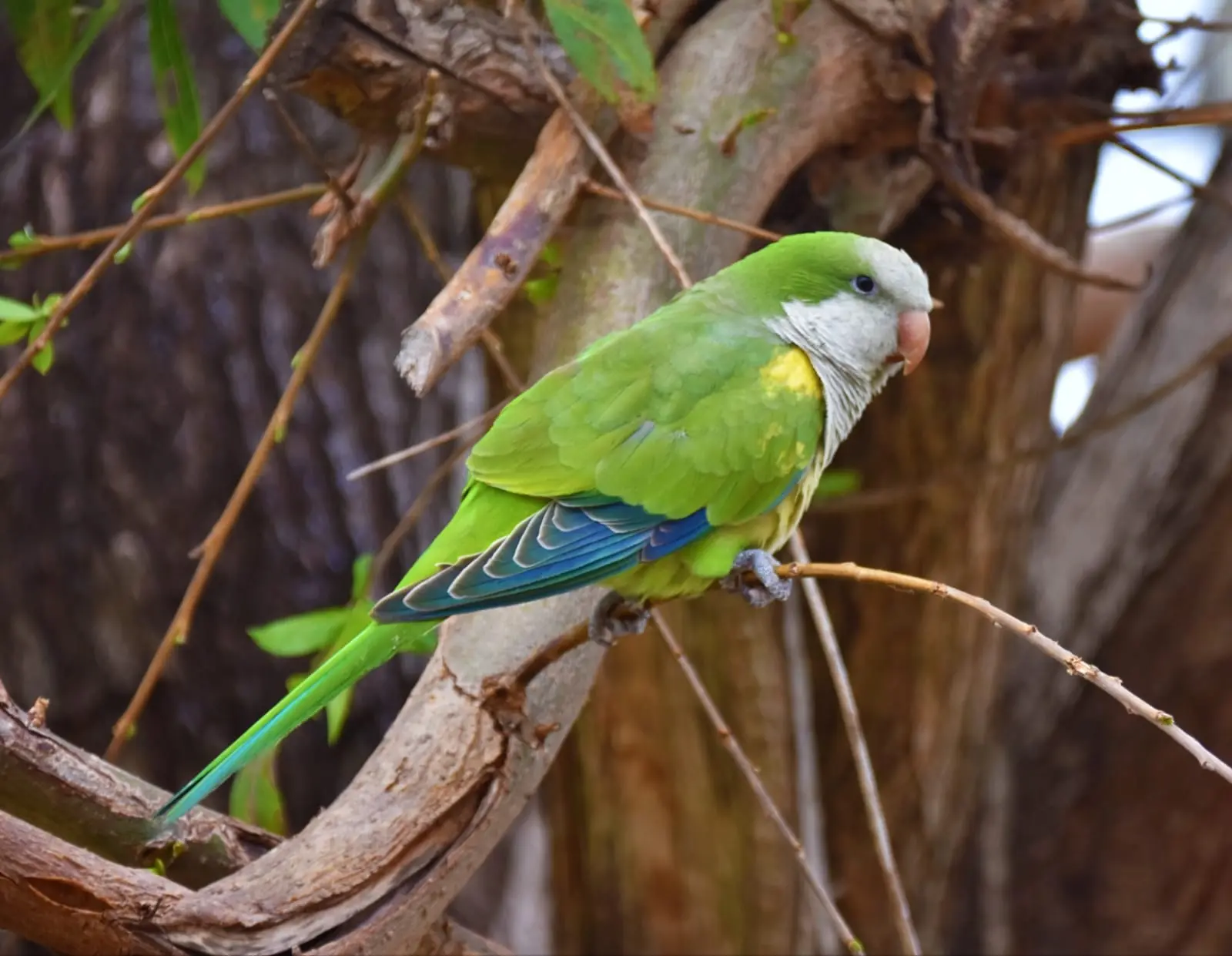 ave tipo parrot de argentina - Qué tipos de loros hay en Argentina