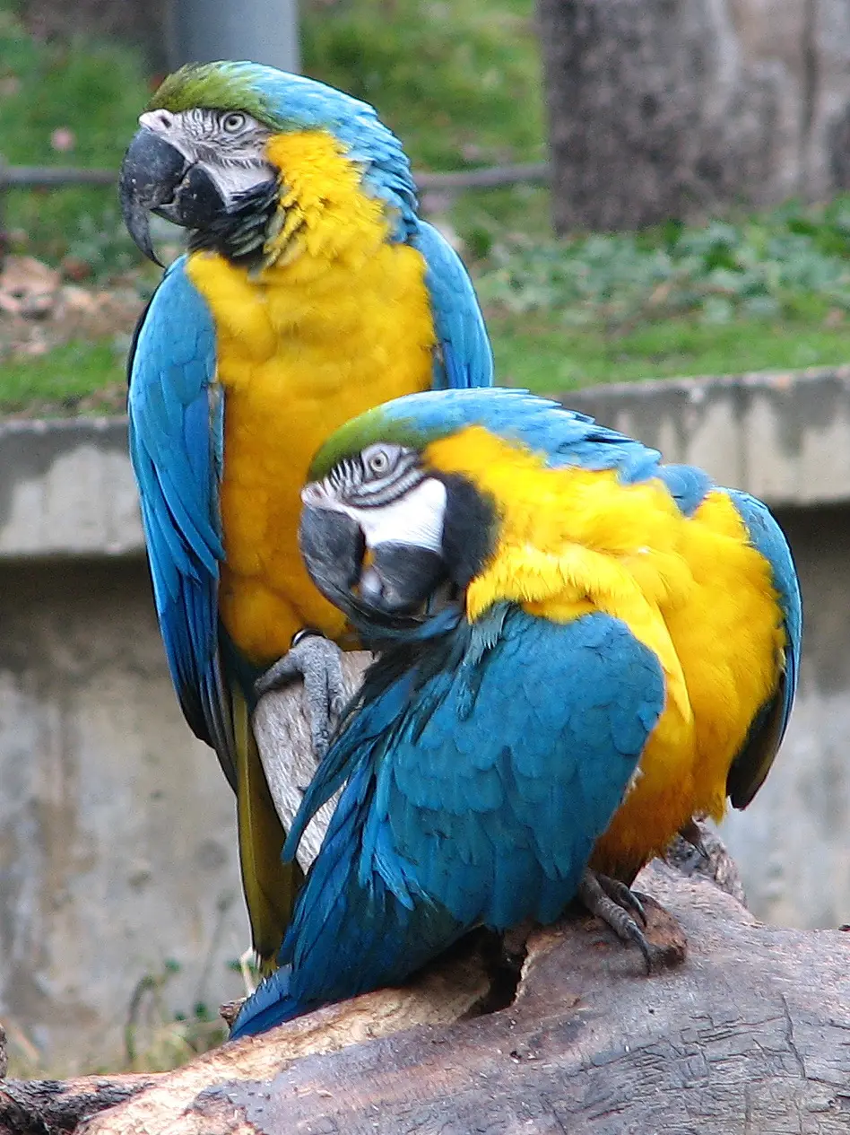antiguo nombre de las aves psitaciformes - Qué tipos de loros hay en Colombia