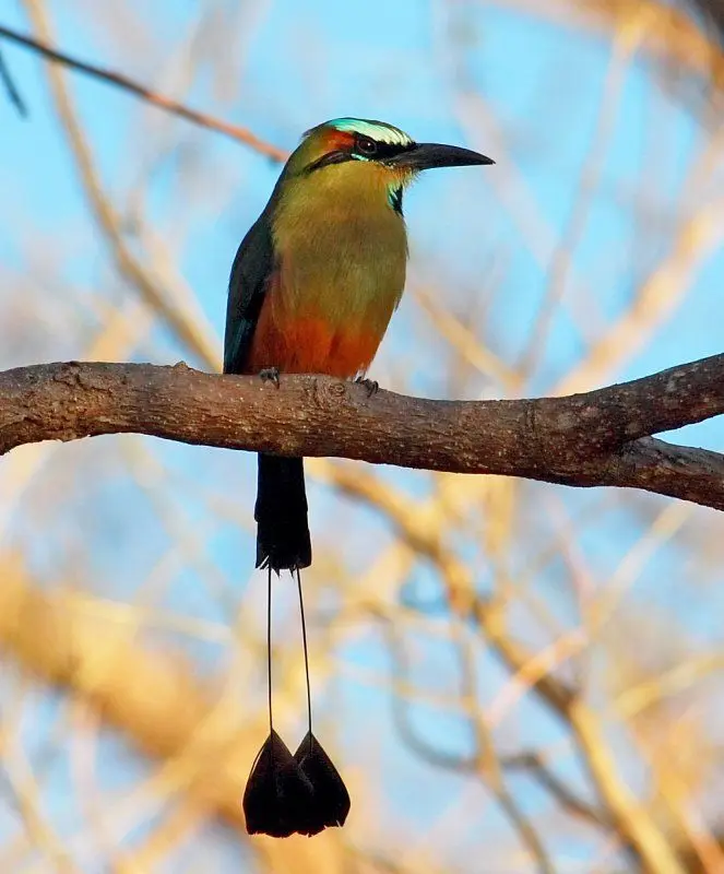 Aves de Guatemala y sus nombres - Qué tipos de loros hay en Guatemala aves de guatemala y sus nombres - Qué tipos de loros hay en Guatemala