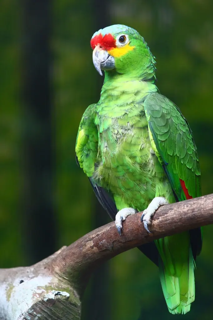 los loros mexicanos - Qué tipos de loros hay en México
