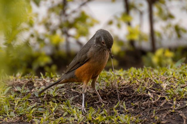 cuento de pajaro comiendo miñocas - Qué trata el cuento del sastrecillo valiente