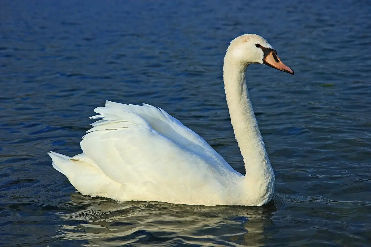 el cisne es un ave - Qué un cisne