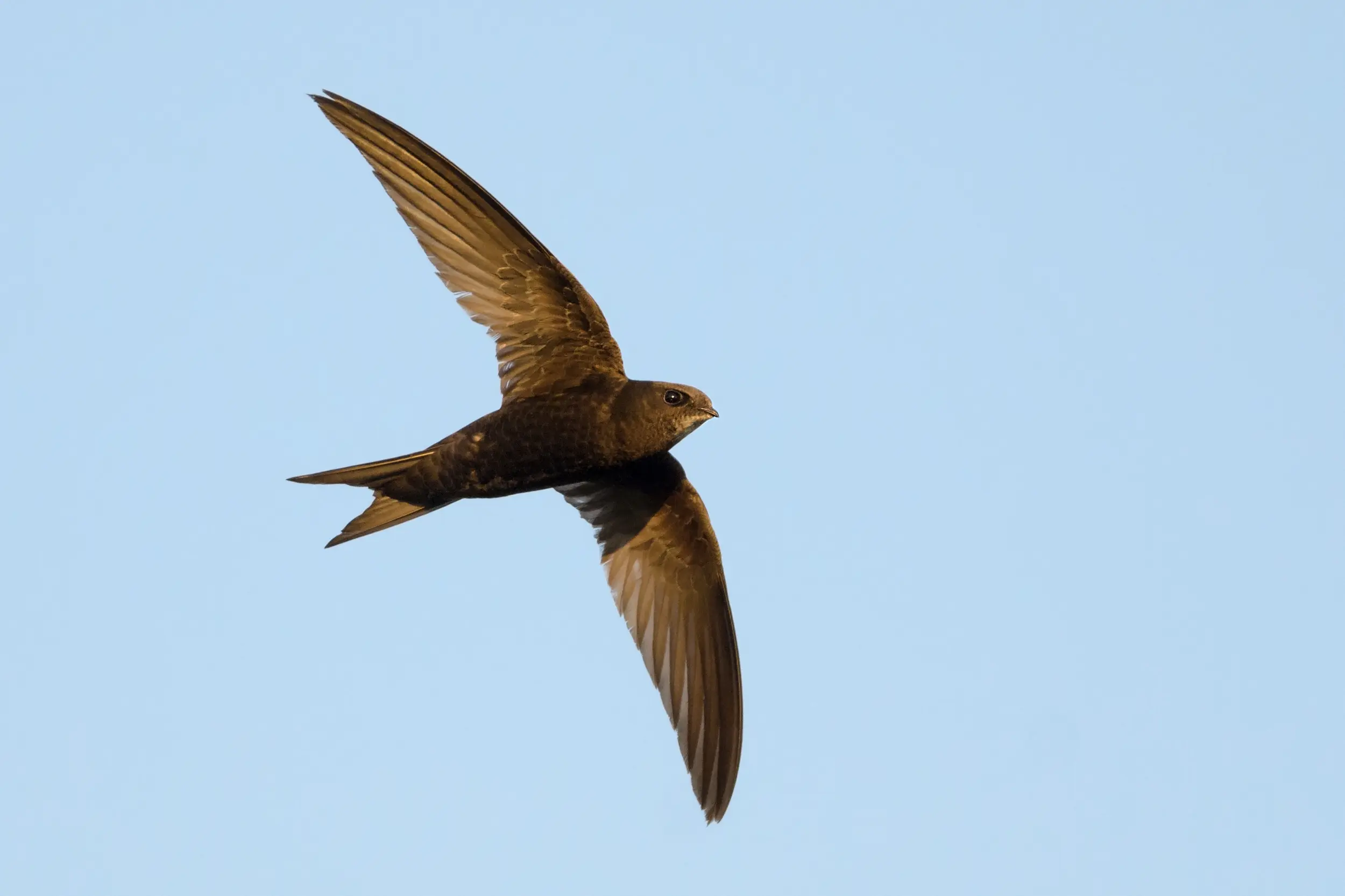 ave que usa la apendice para volar - Que usan las aves para volar