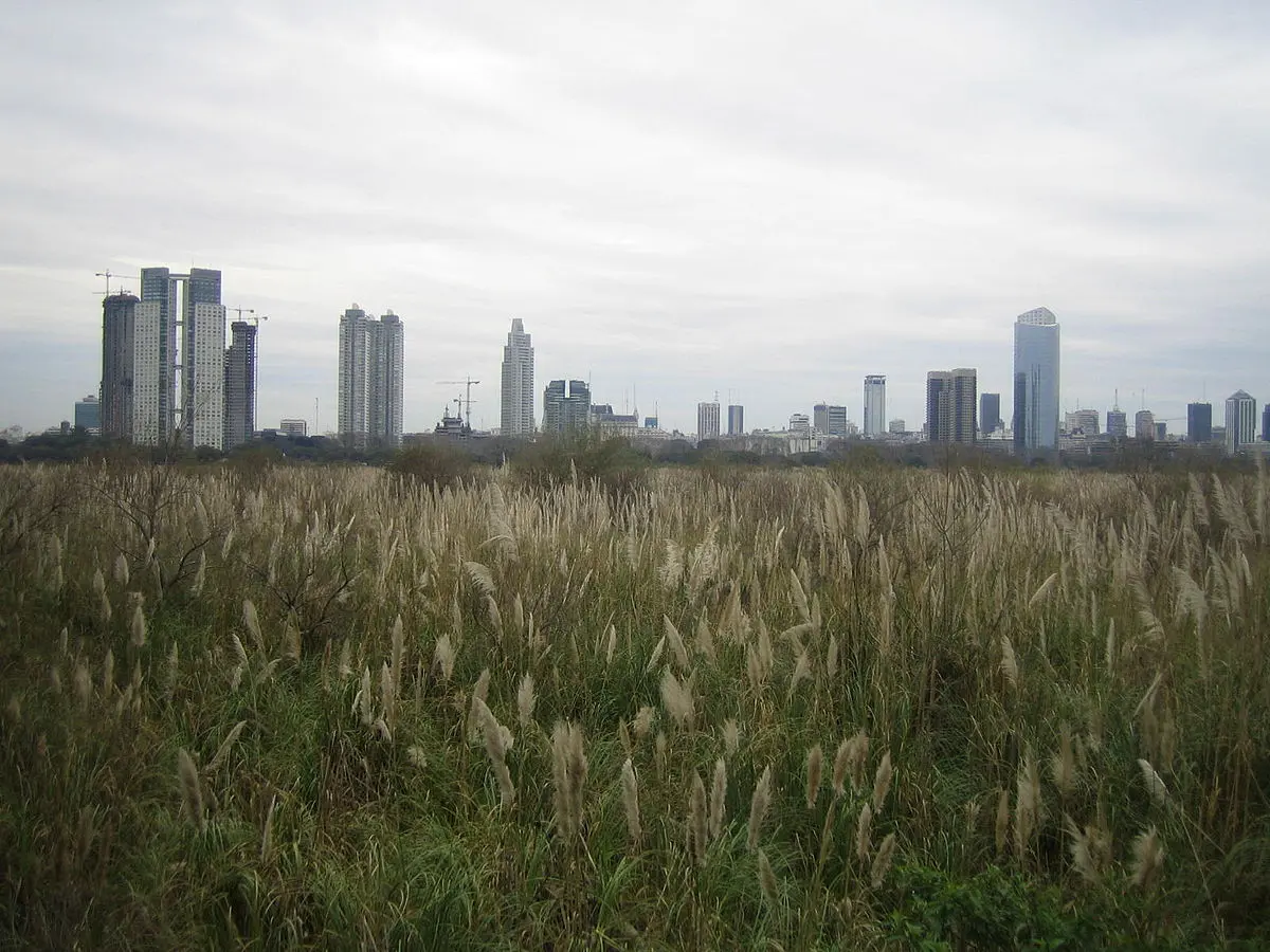 abundancia de aves en la reserva costanera sur - Que vegetación se encuentra en la reserva ecologica Costanera Sur