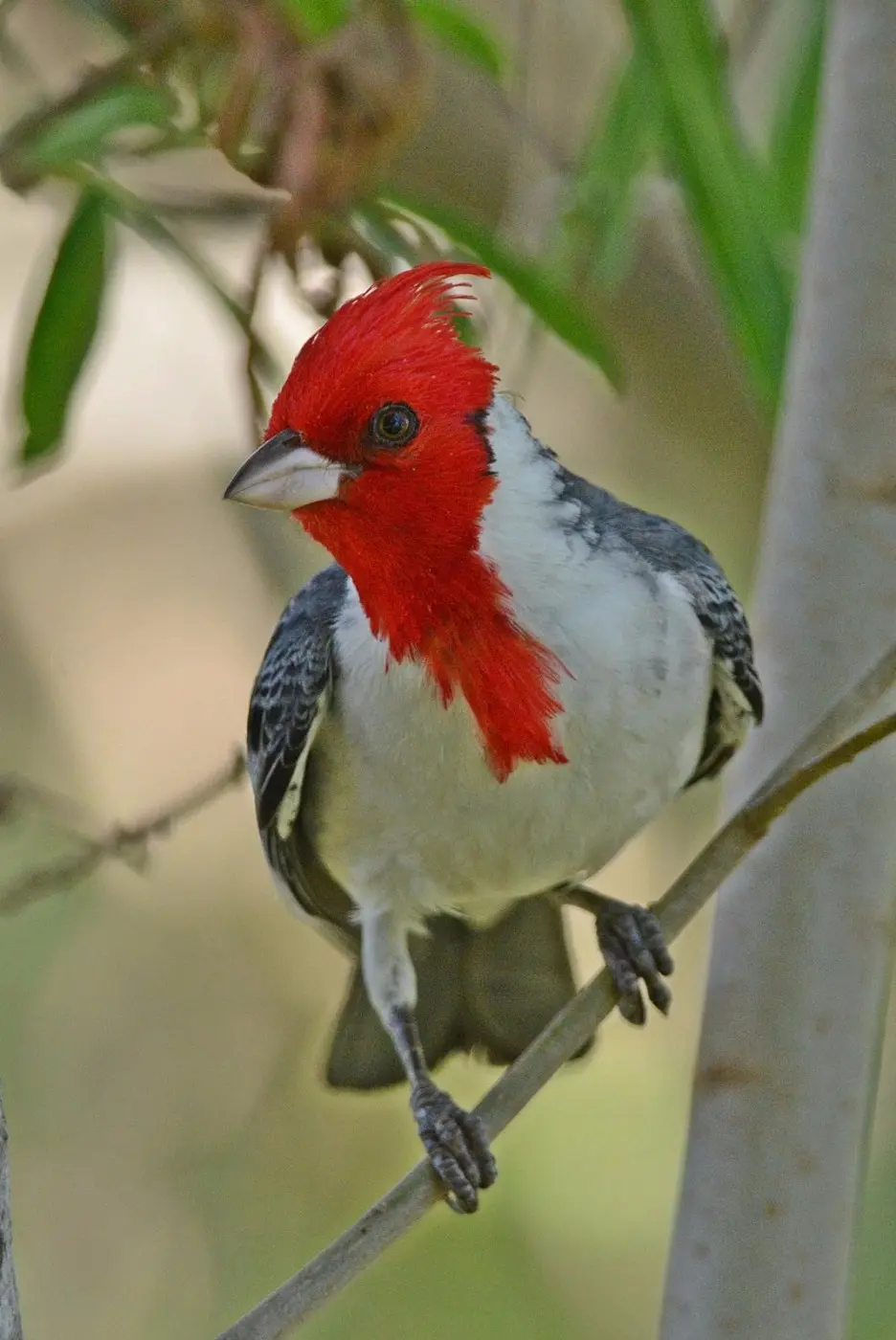 abistaje de aves esteros del ibera - Qué ver en los Esteros del Iberá