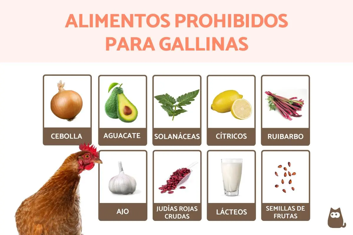 alimentos prohibidos para aves - Qué verduras no pueden comer los pájaros