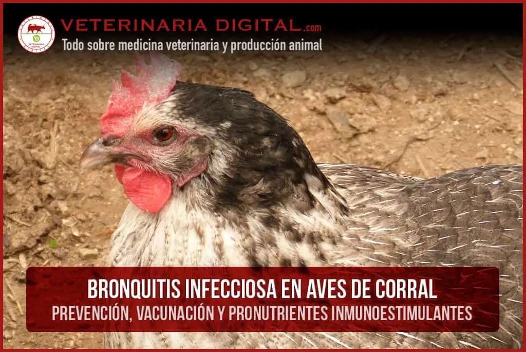 bronquitis en aves tratamiento - Qué virus causa la bronquitis infecciosa aviar