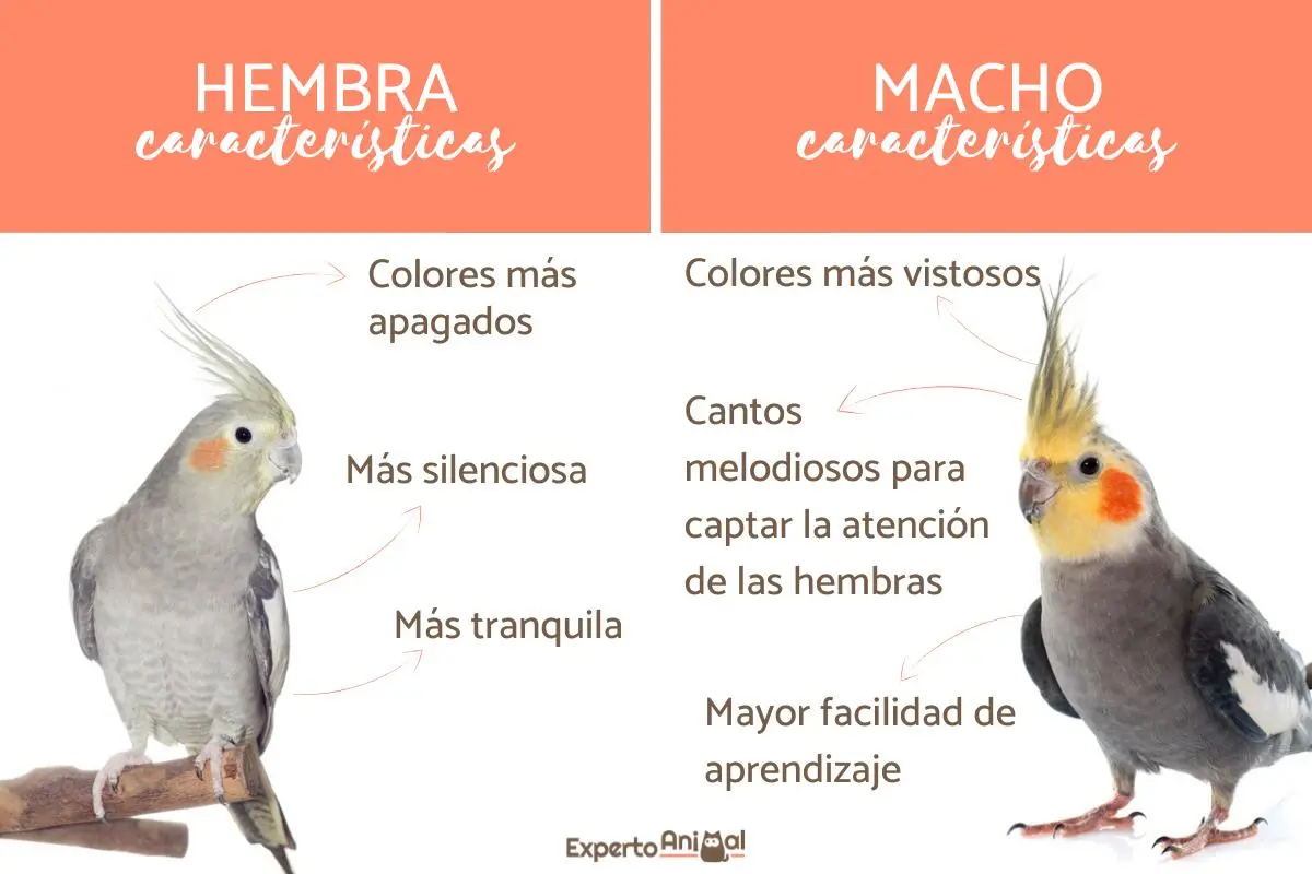 Ninfa ave macho y hembra: Cómo diferenciar el sexo de estas aves - Quién canta de las ninfas macho o hembra ninfa ave macho y hembra - Quién canta de las ninfas macho o hembra