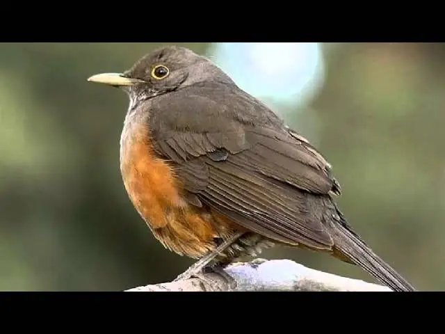 cantosde pájaros zorzal - Quién canta el zorzal