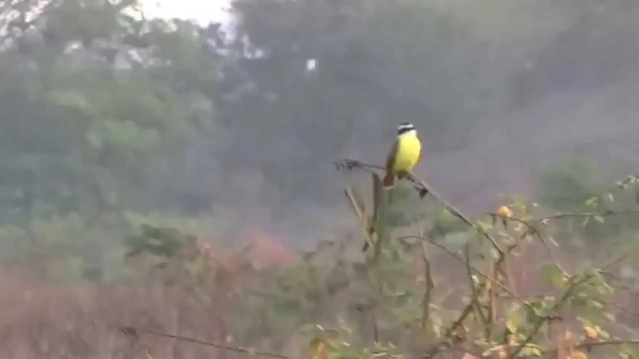 cantante mexicana sonido de pajaros - Quién canta la canción del colibrí