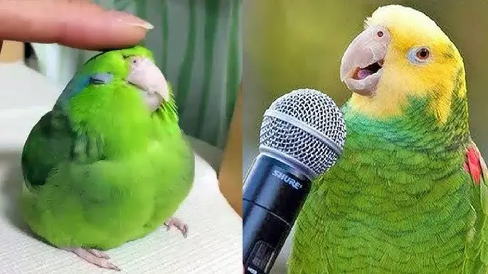 Loro Brenda cantando 019872zjspixorsusanita tiene un ratón019872zjspixor - Quién creó la canción Susanita tiene un ratón loro brenda cantando susanita tiene un raton - Quién creó la canción Susanita tiene un ratón