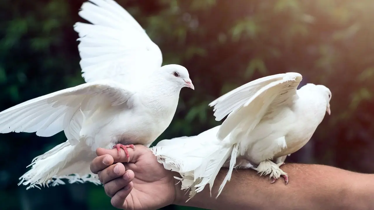 carreras de pajaros - Quién creó la paloma mensajera