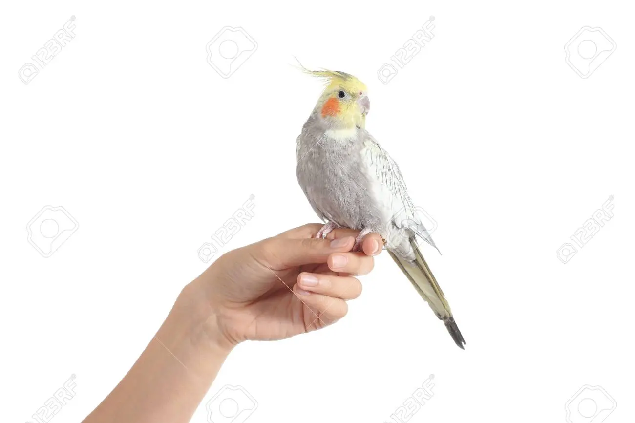Ave en mano: Más vale pájaro en mano que cien volando - Quién dijo más vale pájaro en mano que cien volando ave en mano - Quién dijo más vale pájaro en mano que cien volando
