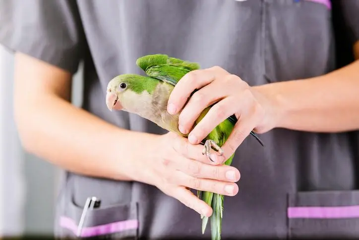 veterinaria experta en guacamayos en argentina - Quién es el mejor veterinario del mundo actualmente