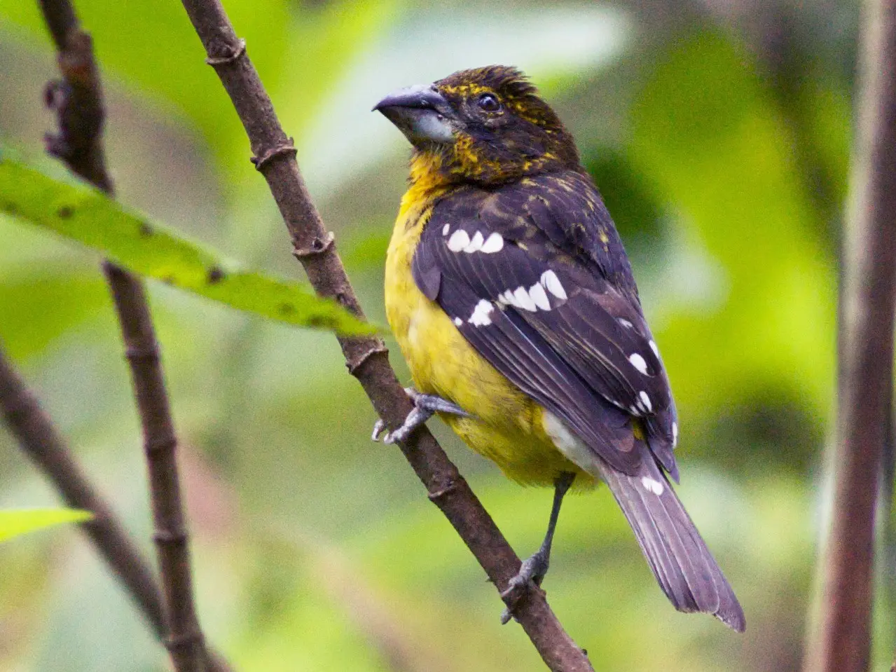 diferentes tipos de pajaros rey del bosques - Quién es el rey de los bosques