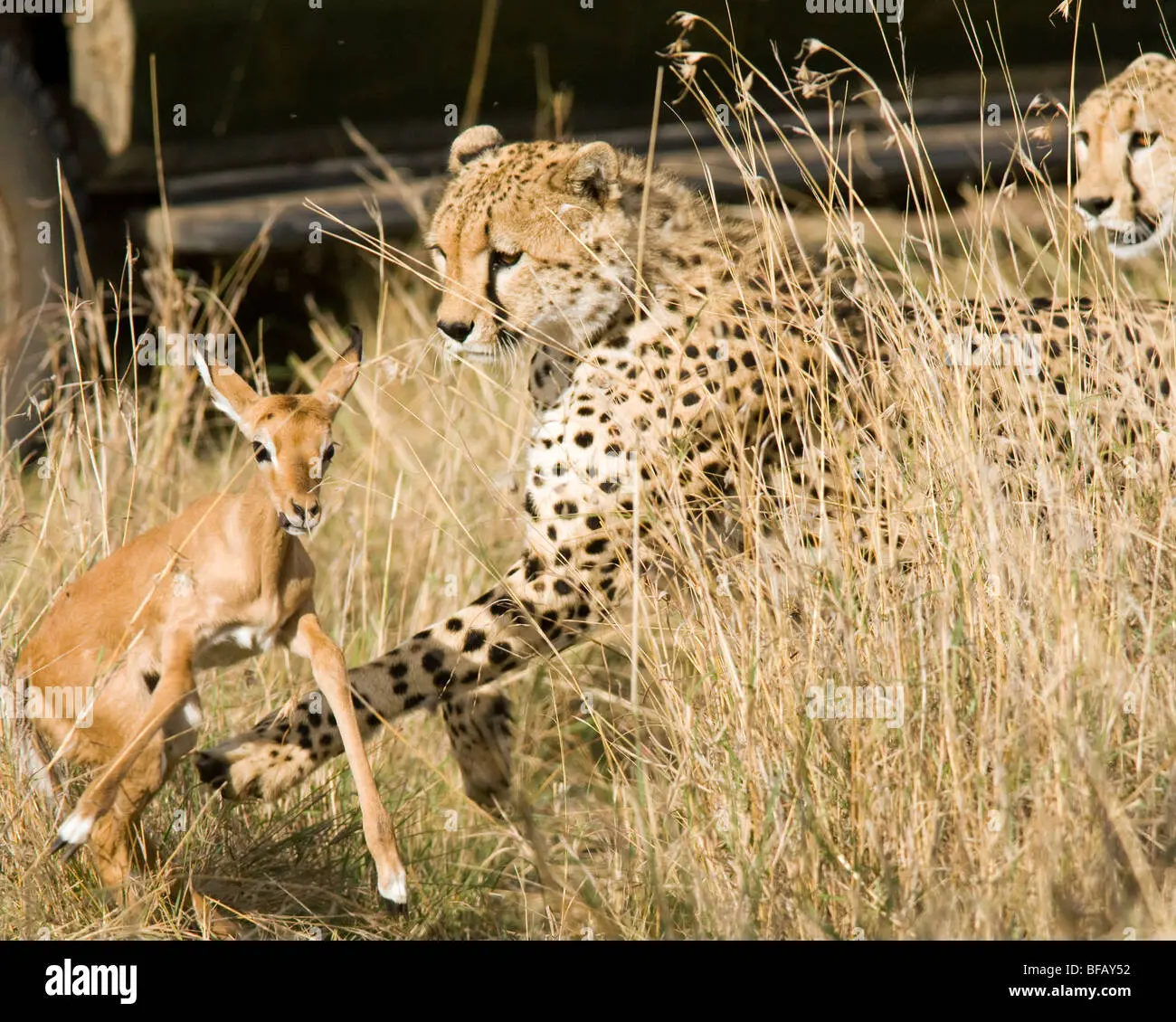 chita persiguiendo pajaros - Quién es más rápido el leopardo o el guepardo