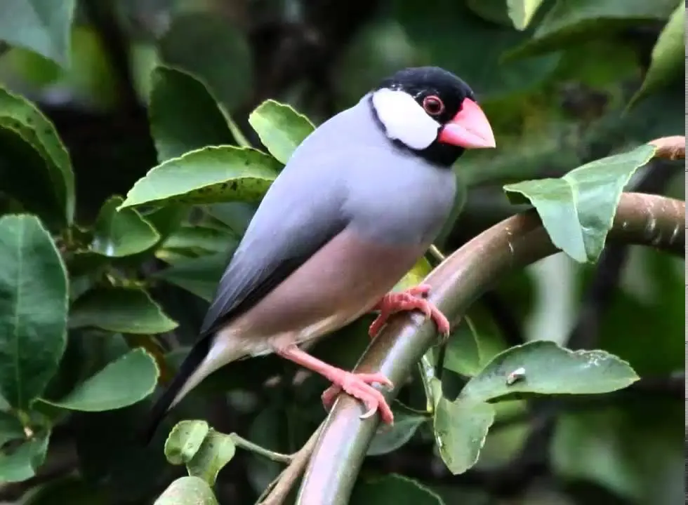 de que grupo es el pajaro calafate - Quién fundó El Calafate