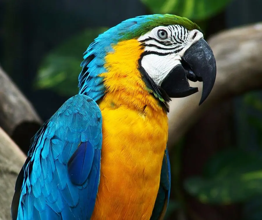 quien habla del loro la hembra o el macho - Quién habla más un yaco macho o hembra