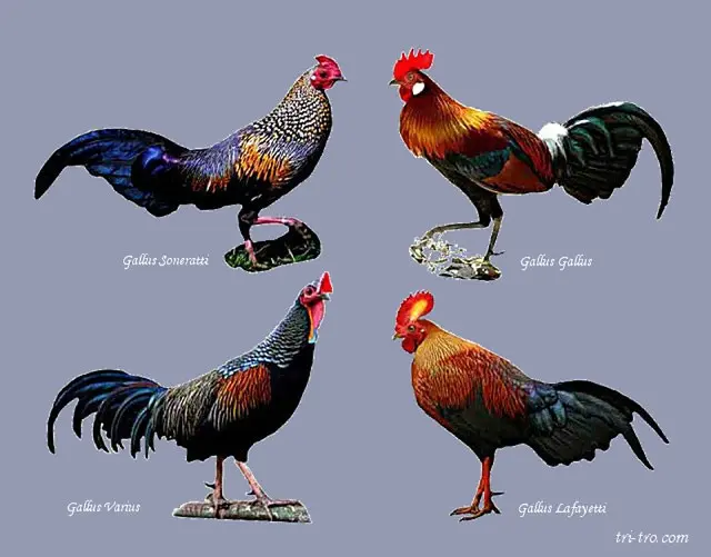 Origen de las aves de corral - Quién trajo las gallinas a América origen de las aves de corral - Quién trajo las gallinas a América