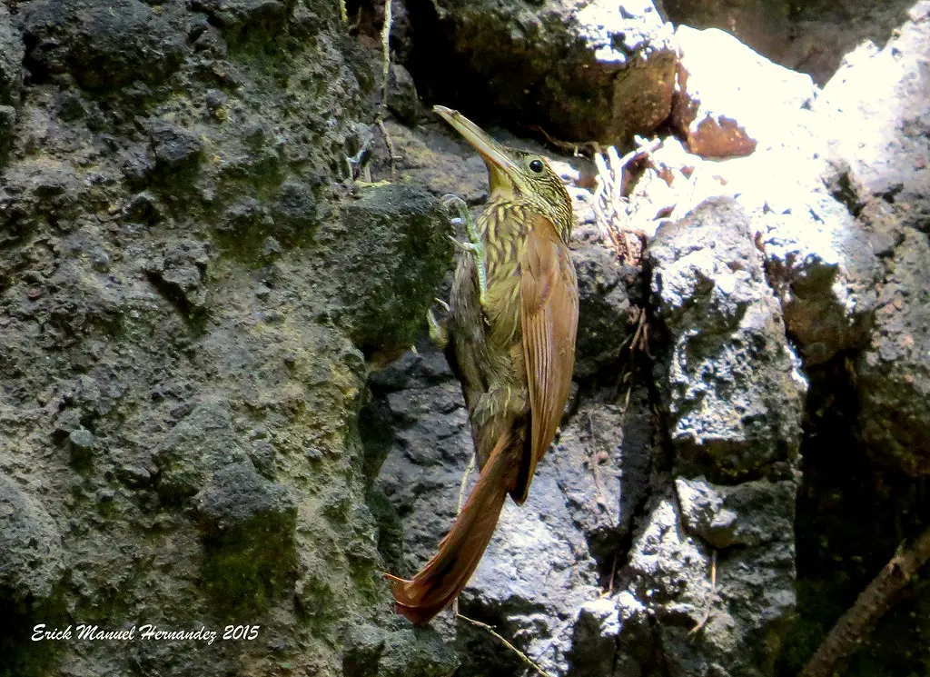 ave que se trepa - Quién vuela más alto el águila o el cuervo